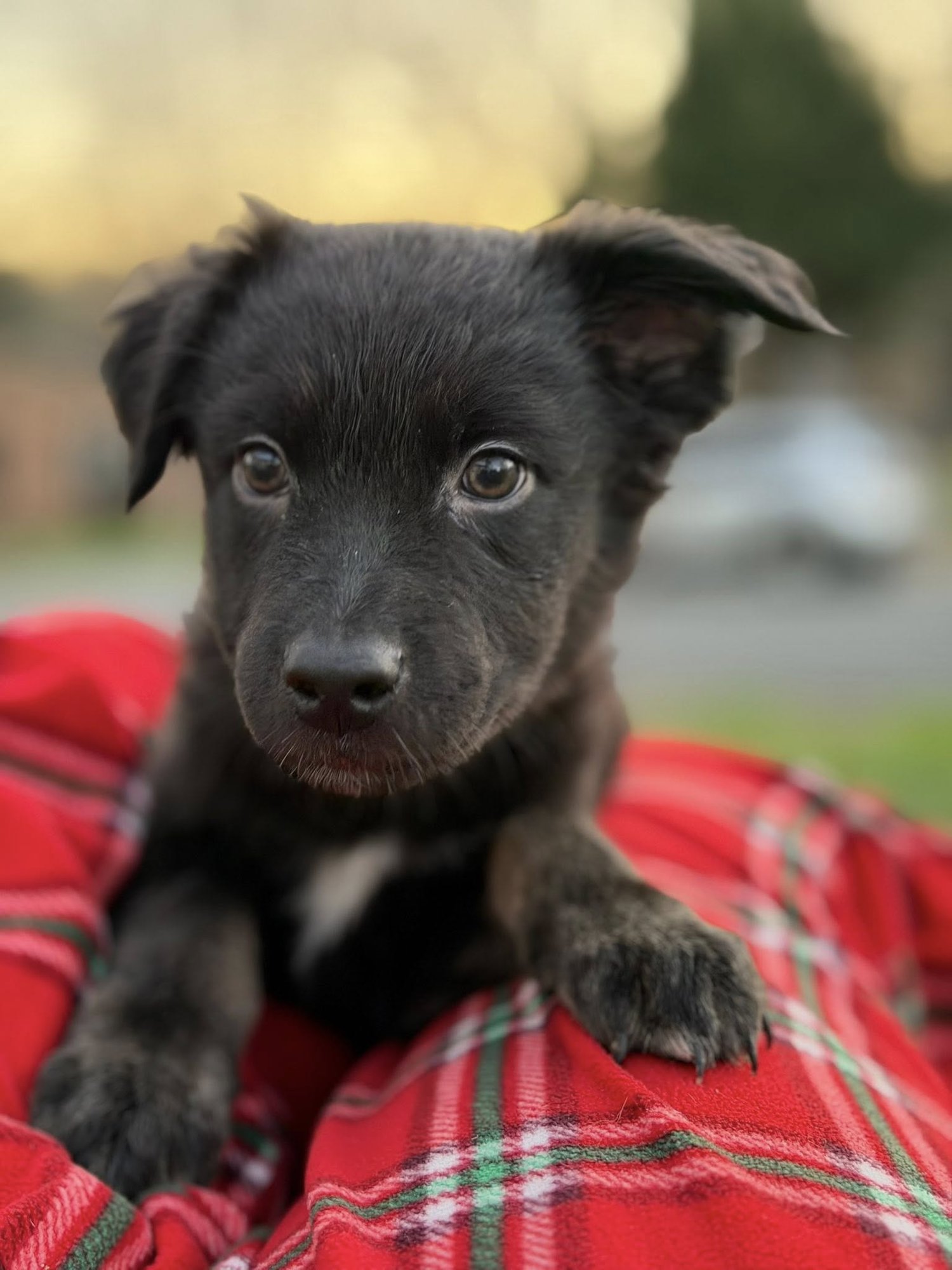DORIAN - Border Collie / Shepherd available for adoption