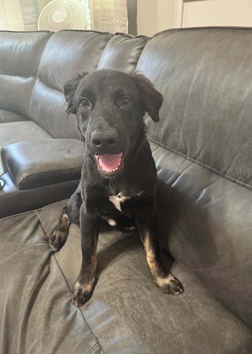 DORIAN - Border Collie / Shepherd available for adoption
