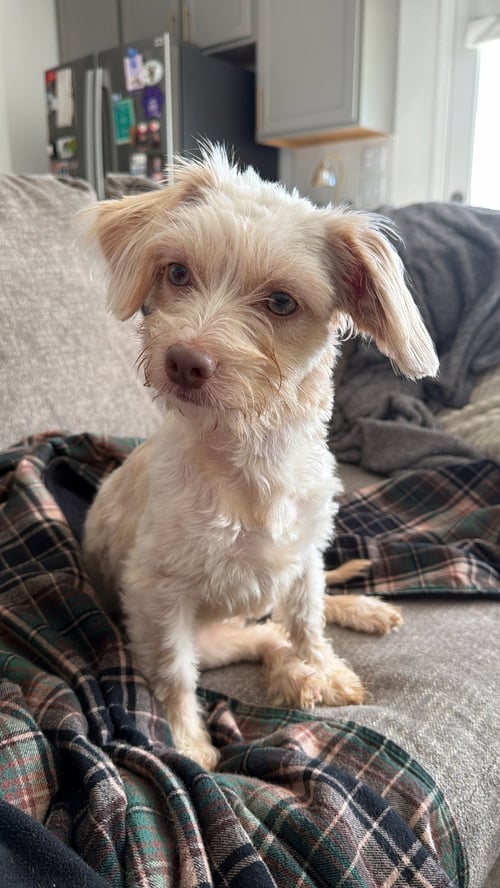 WILLOW BARTON - Maltese / Shih Tzu available for adoption