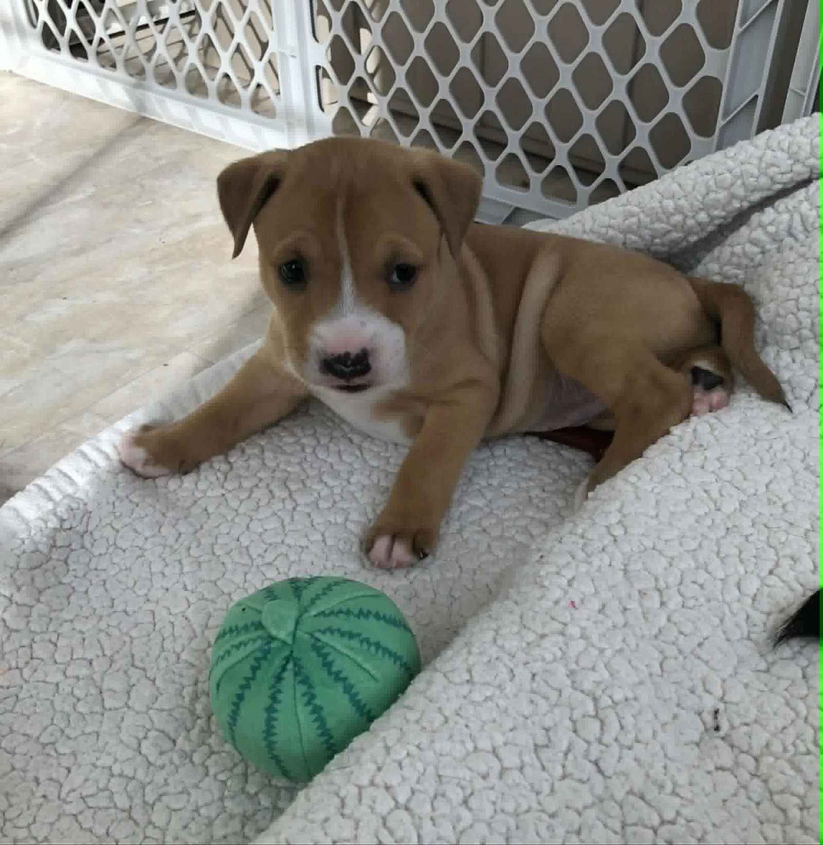 NORTH - Terrier available for adoption