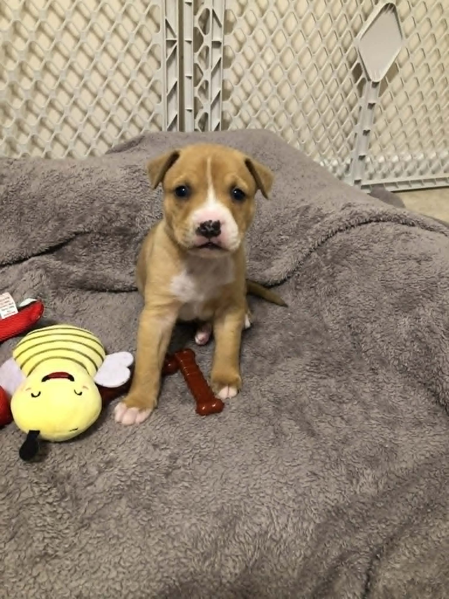 NORTH - Terrier available for adoption