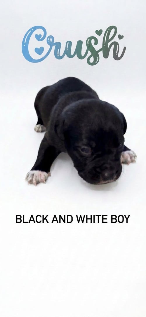 CRUSH- NEMO LITTER - American Staffordshire Terrier available for adoption