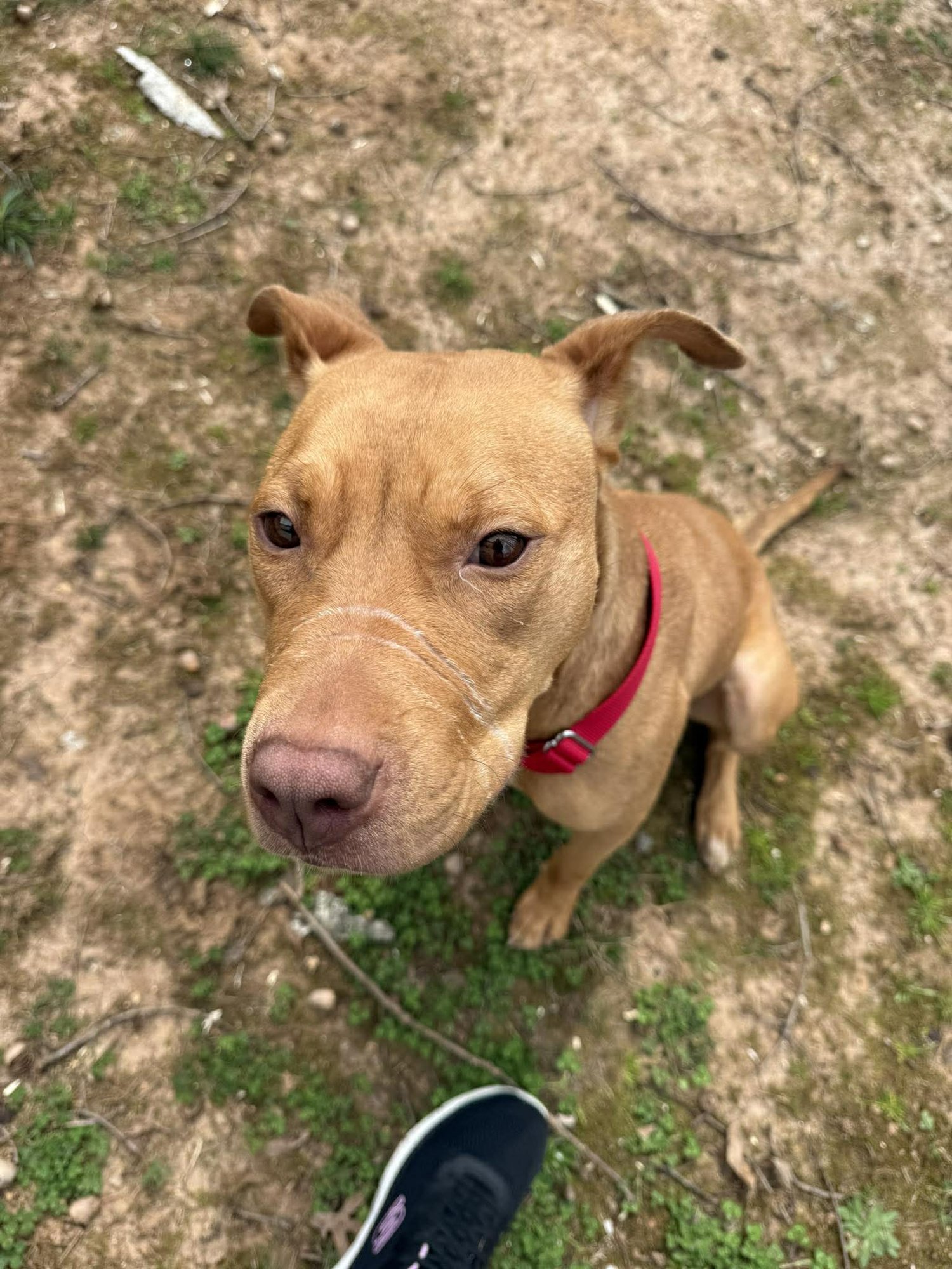 SKETCHERS - American Staffordshire Terrier / Terrier available for adoption