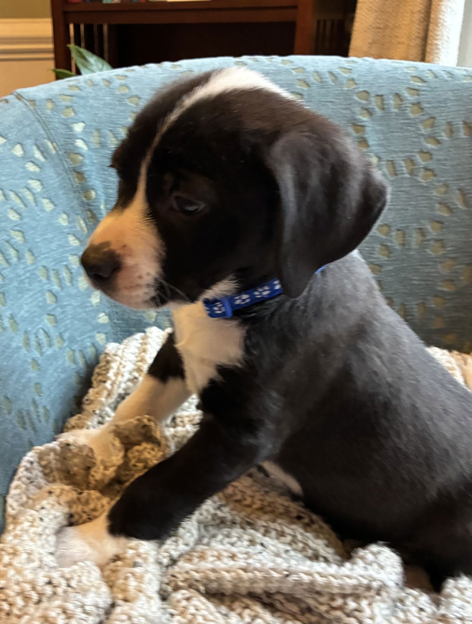 SAVANNAH - Labrador Retriever / Shepherd available for adoption