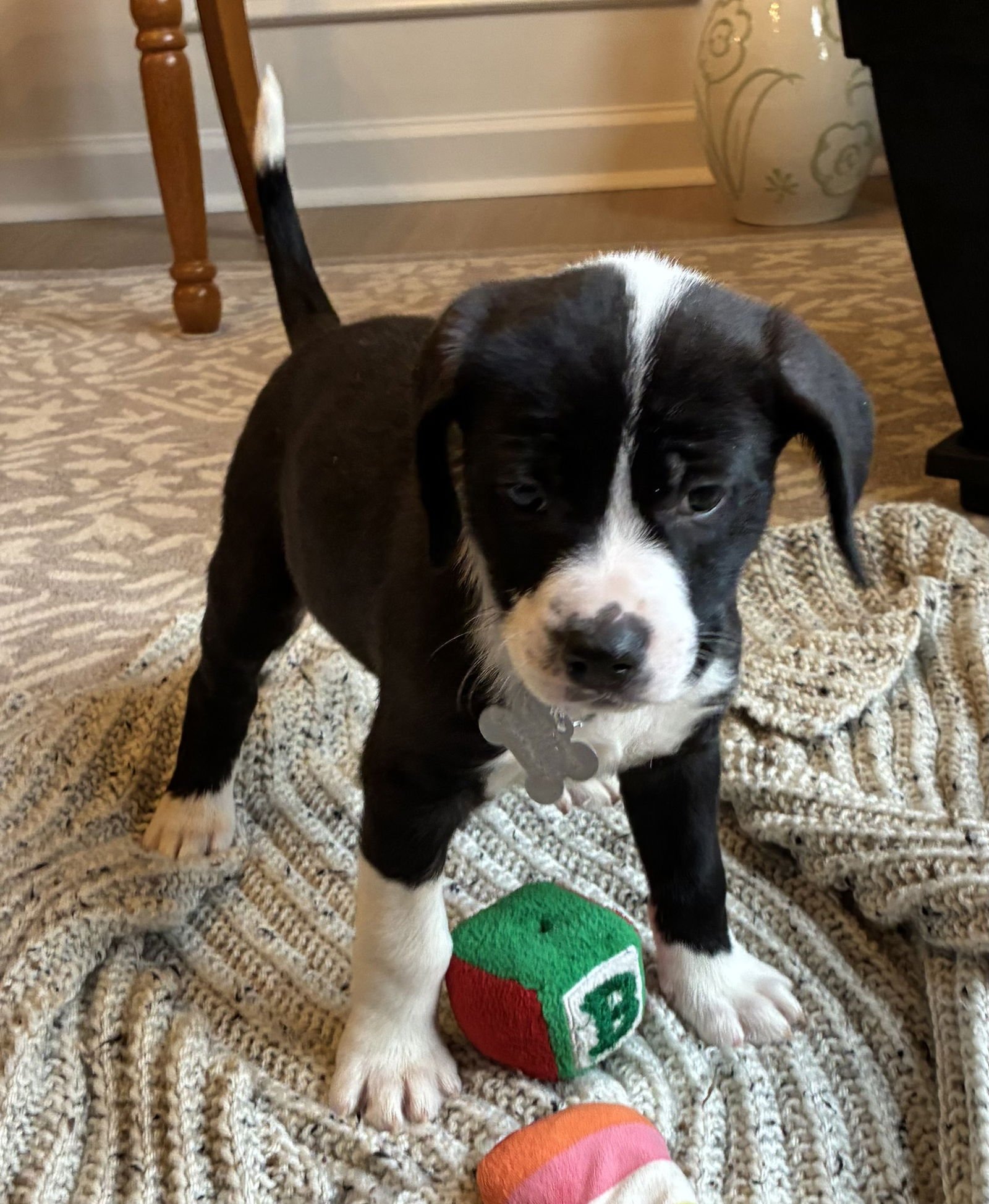 SAVANNAH - Labrador Retriever / Shepherd available for adoption