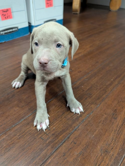 BUTTERFINGER  CANDY LITTER (TRIXIE MOM) - Terrier / American Staffordshire Terrier available for adoption