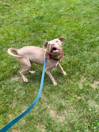 Waylon - Photo 4