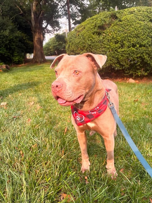 WAYLON - American Pit Bull Terrier / Staffordshire Bull Terrier available for adoption