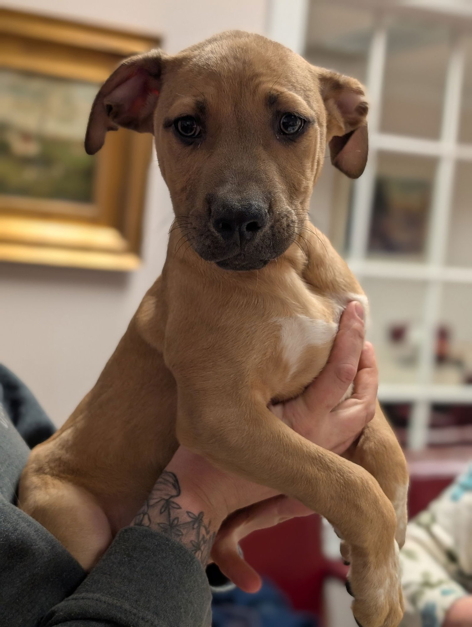 STONES - Shepherd available for adoption