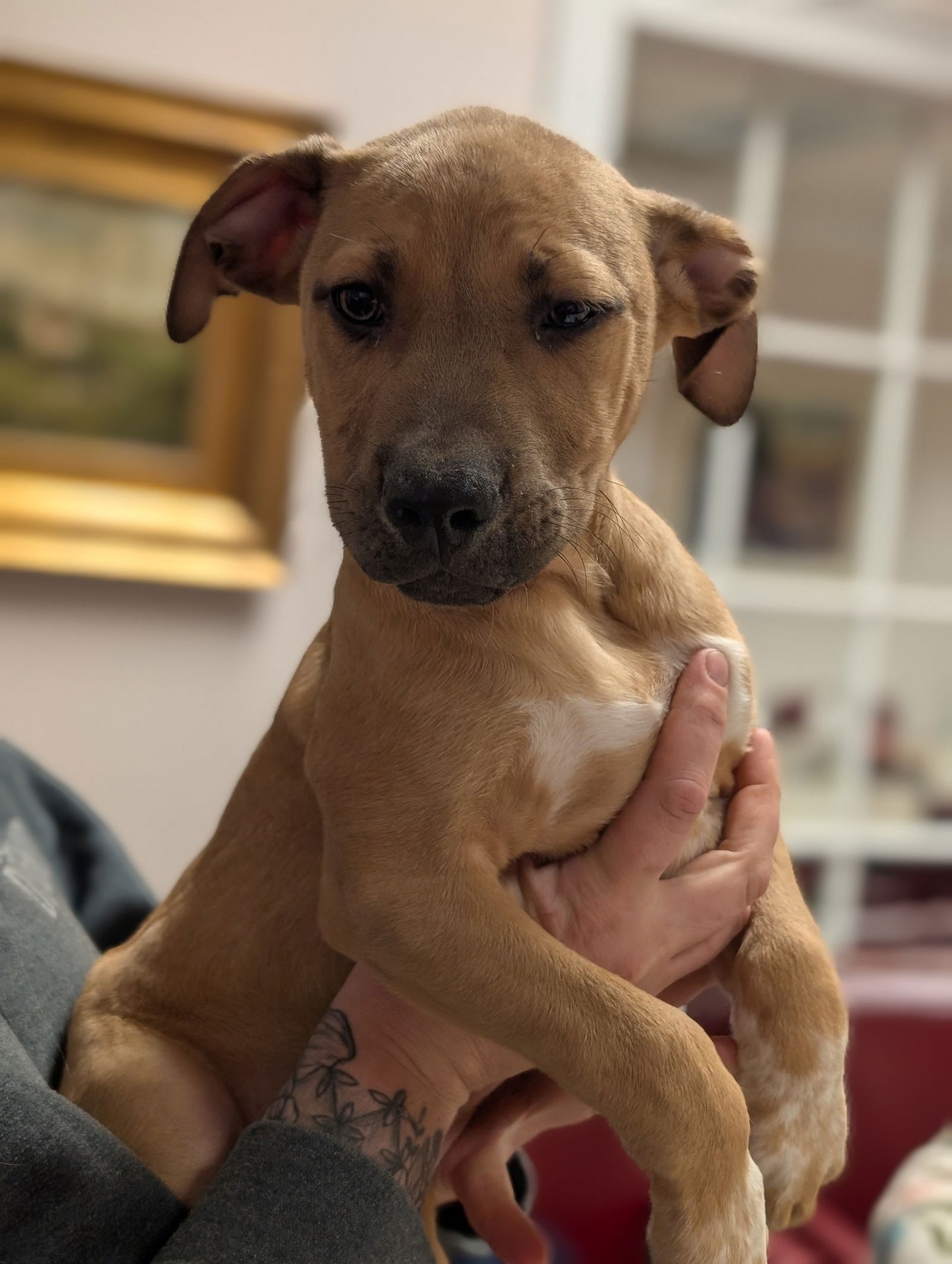 STONES - Shepherd available for adoption