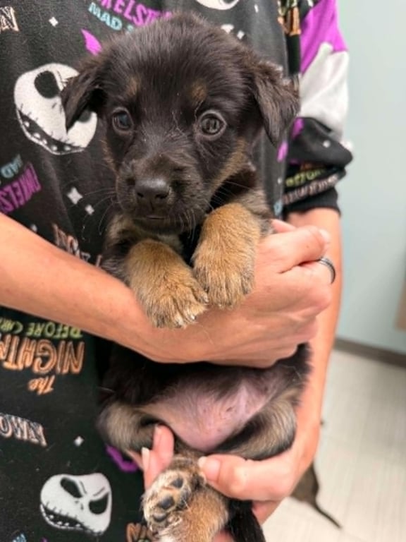 Butters- Twitch Team Litter Image