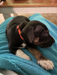 Dottie - Brynns litter - Photo 3