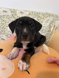 Dottie - Brynns litter - Photo 1
