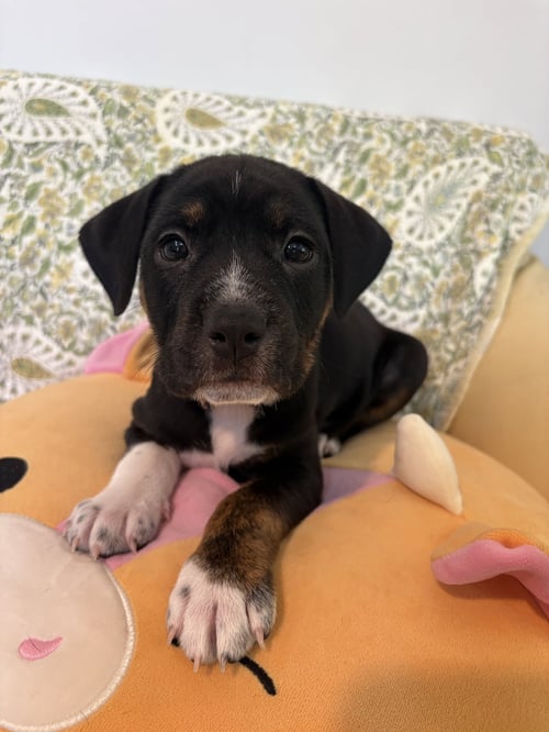 DOTTIE - BRYNNS LITTER - American Staffordshire Terrier available for adoption