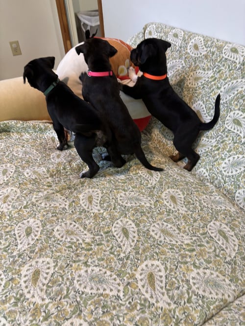 DOTTIE - BRYNNS LITTER - American Staffordshire Terrier available for adoption