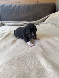 Dottie - Brynns litter - Photo 4