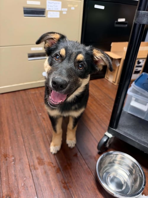 GLORIA - German Shepherd Dog / Shepherd available for adoption
