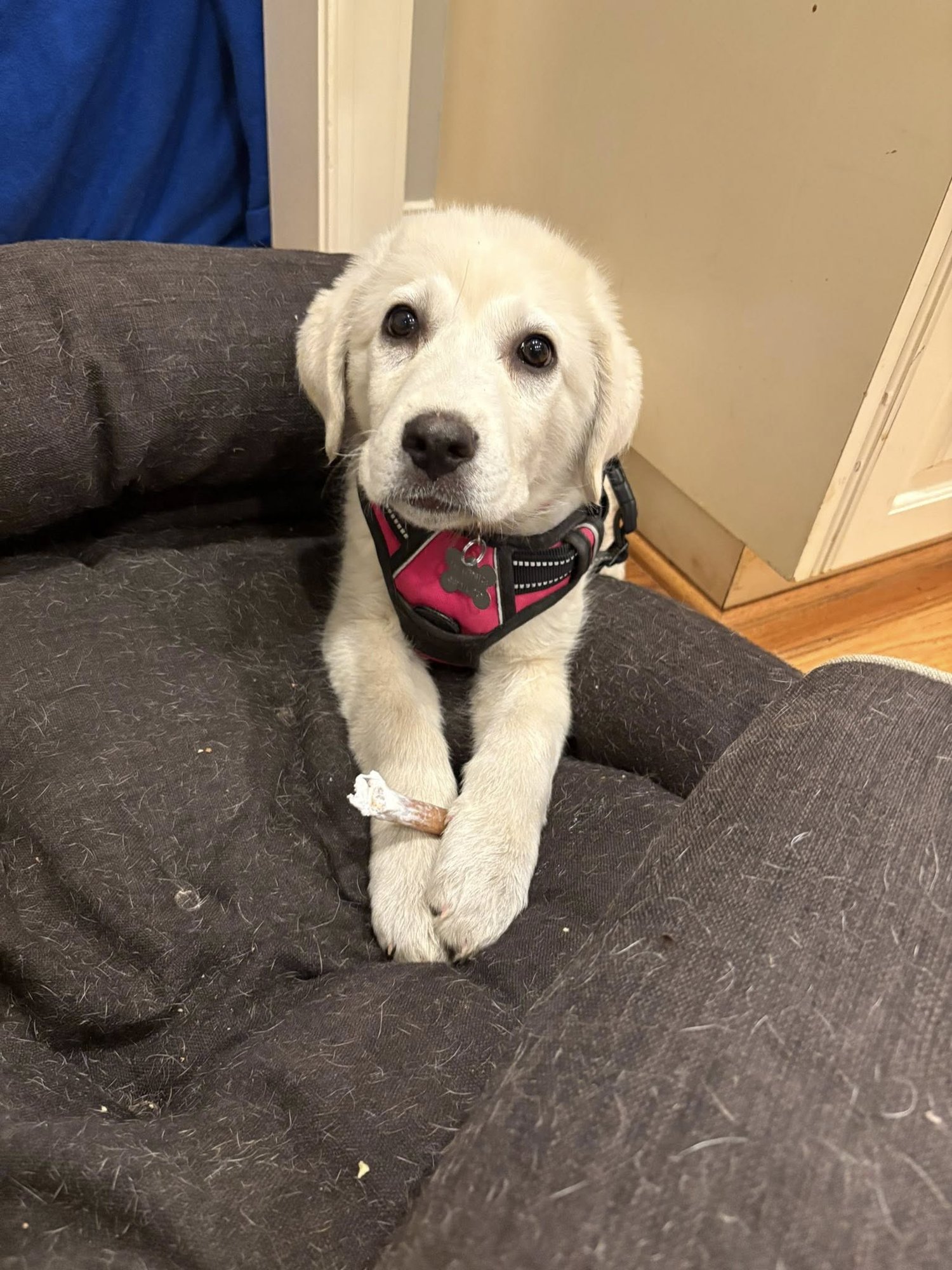 STAR - Great Pyrenees / Labrador Retriever available for adoption