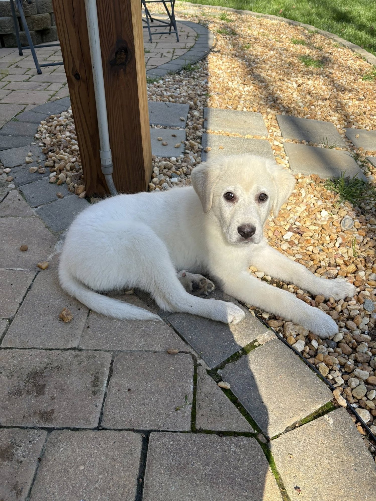 STAR - Great Pyrenees / Labrador Retriever available for adoption