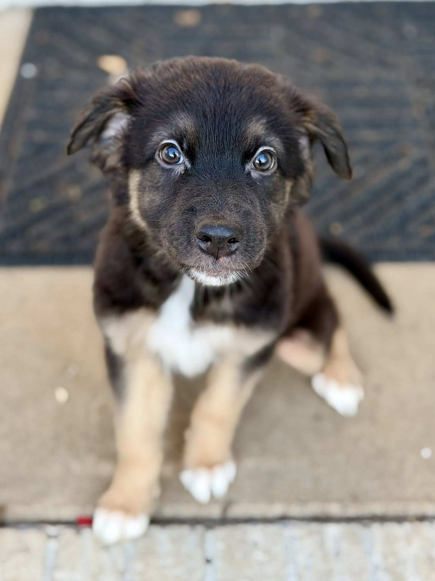 MARLEY - Border Collie available for adoption