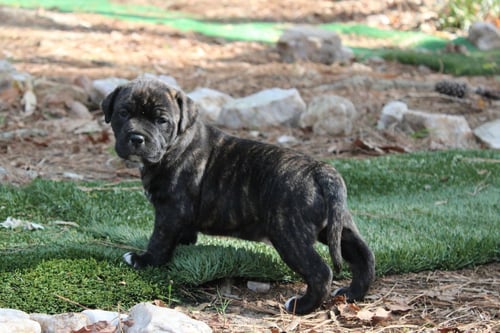 BUCHON - JAPAN LITTER - Labrador Retriever available for adoption