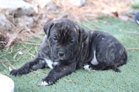 Buchon - Japan Litter - Photo 2