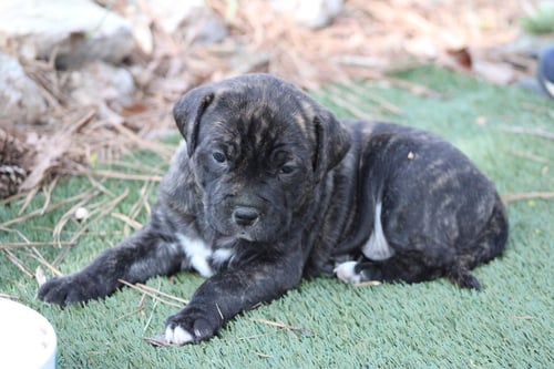 BUCHON - JAPAN LITTER - Labrador Retriever available for adoption