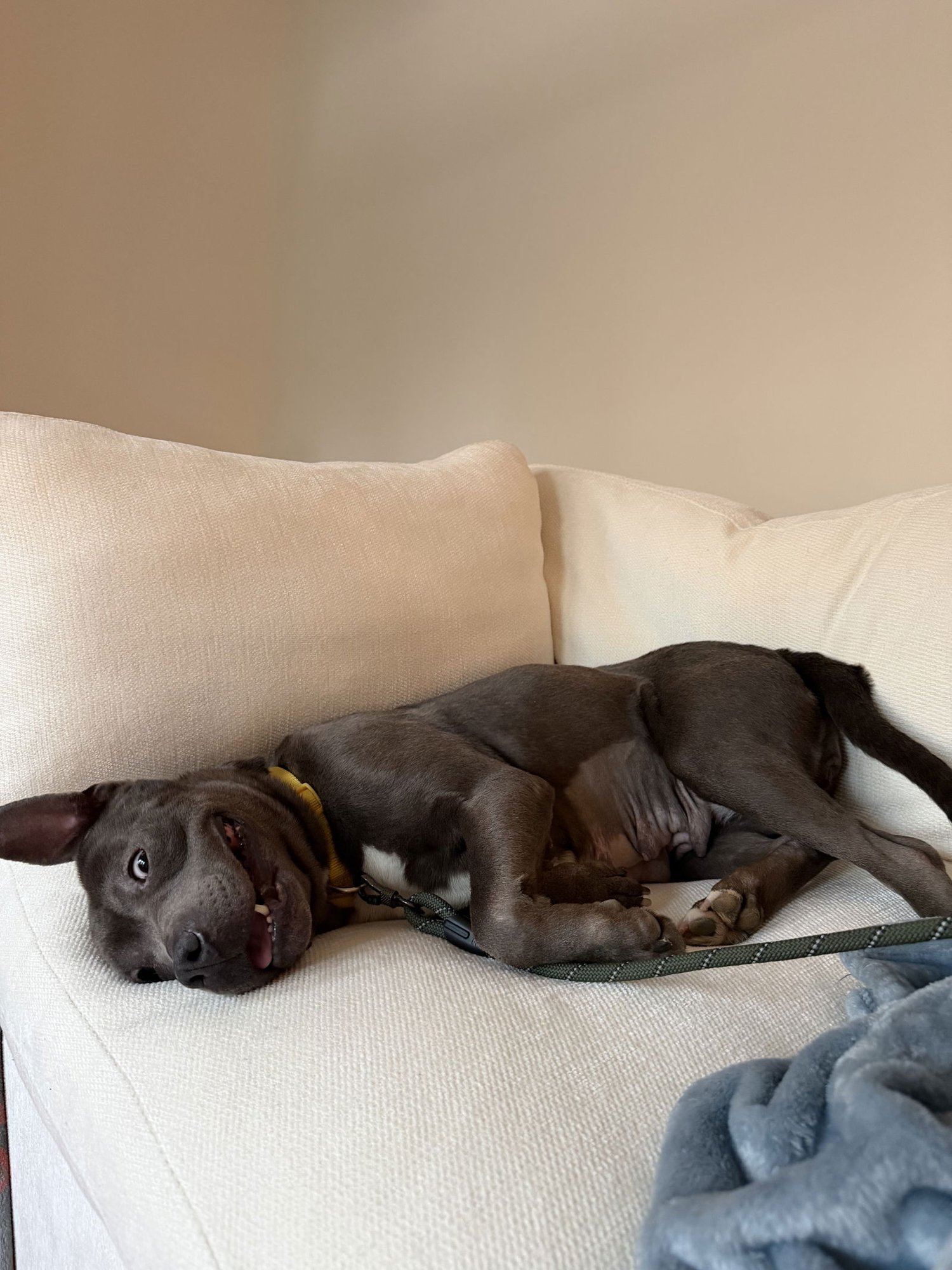 FLEURY - American Staffordshire Terrier available for adoption