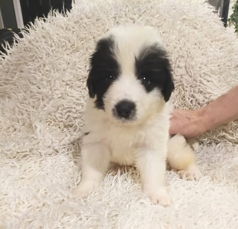Mickey - Disney Litter Image