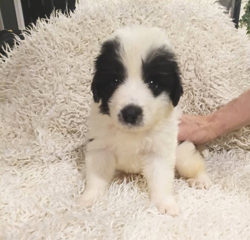 MICKEY - DISNEY LITTER - Great Pyrenees / Anatolian Shepherd available for adoption