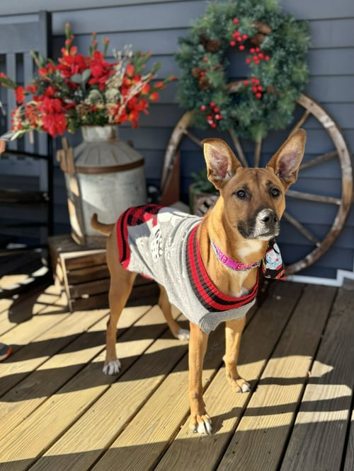 JUNE - Shepherd / Hound available for adoption