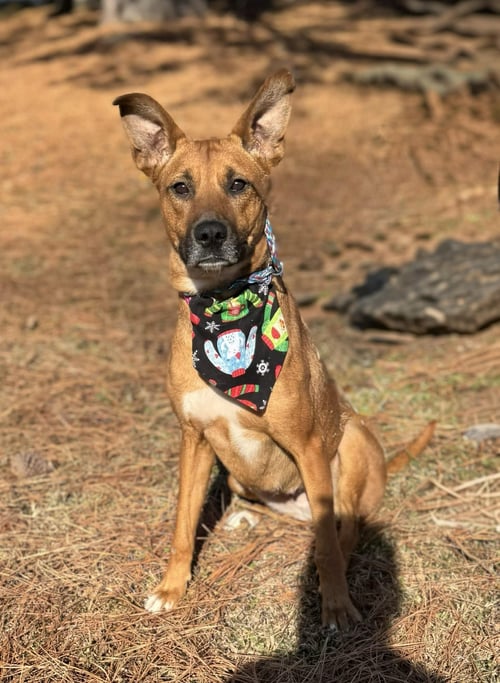 JUNE - Shepherd / Hound available for adoption