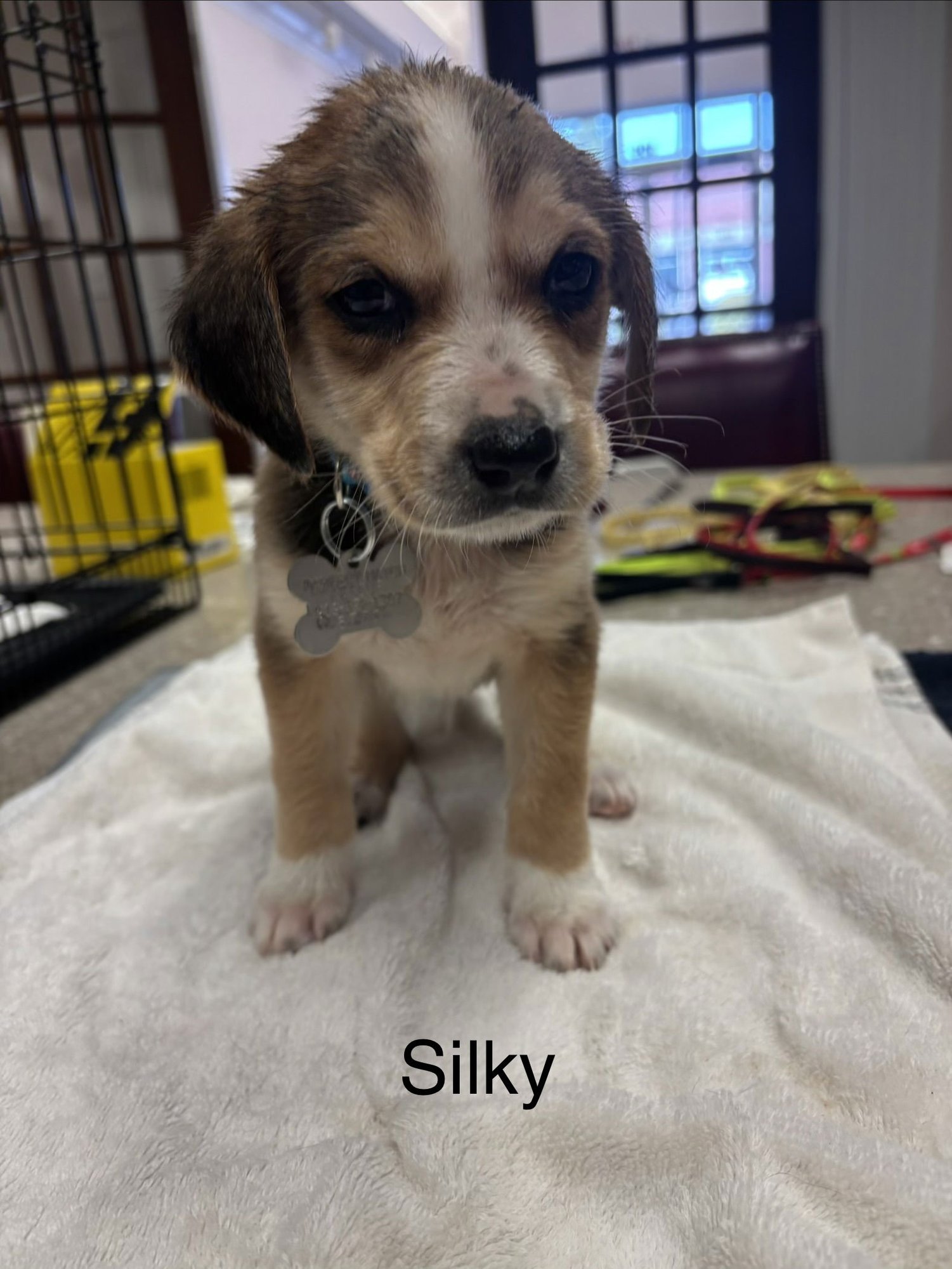 SILKY - Beagle available for adoption