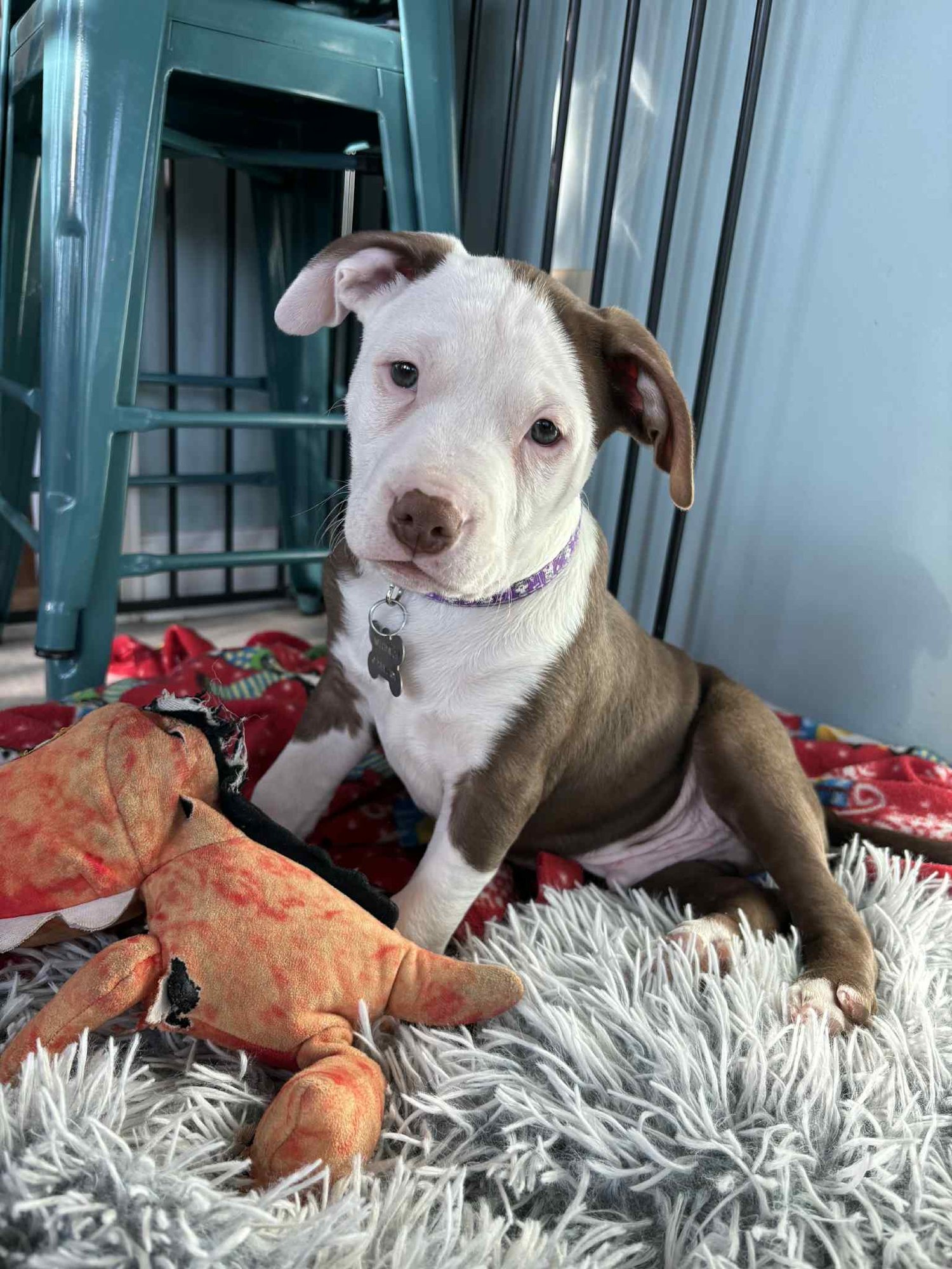 BENDER - American Staffordshire Terrier available for adoption