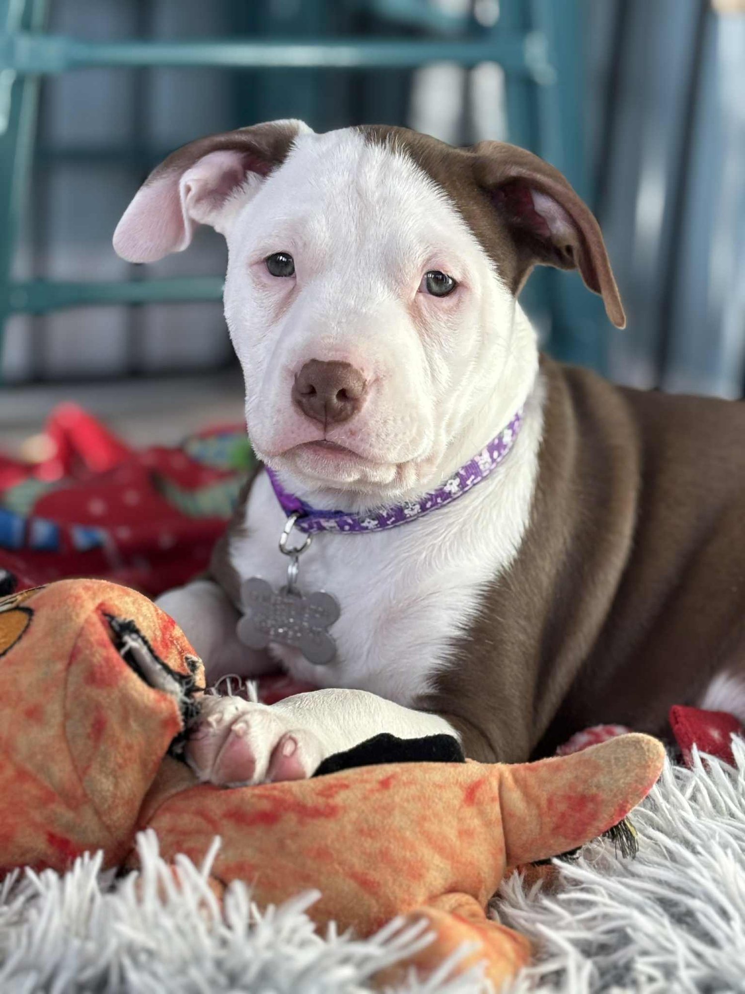 BENDER - American Staffordshire Terrier available for adoption