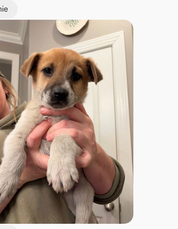 LAINEY (MOSSY OAK LITTER) - Shepherd / Retriever available for adoption