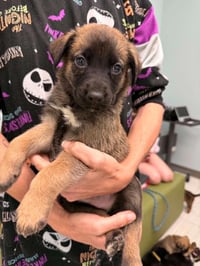 Chance- Twitch Team Litter - Photo 1