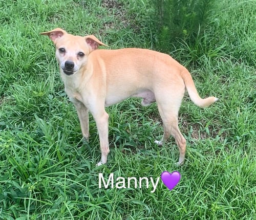 MANNY - Chihuahua available for adoption