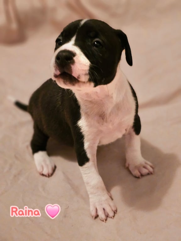Raina - stormie litter Image