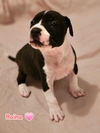 Raina - stormie litter - Photo 11