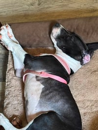 Raina - stormie litter - Photo 3
