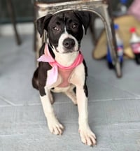 Raina - stormie litter - Photo 1