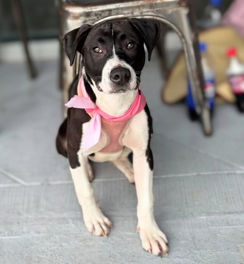 RAINA - STORMIE LITTER - American Staffordshire Terrier available for adoption