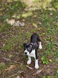 Raina - stormie litter - Photo 9