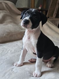 Raina - stormie litter - Photo 6