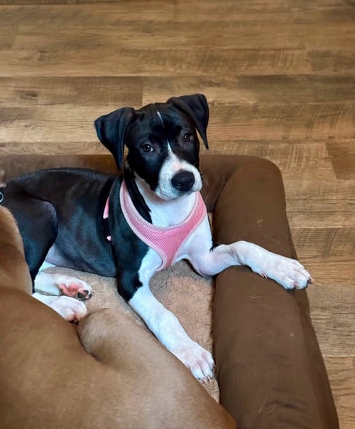 RAINA - STORMIE LITTER - American Staffordshire Terrier available for adoption