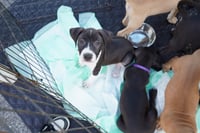 Raina - stormie litter - Photo 10