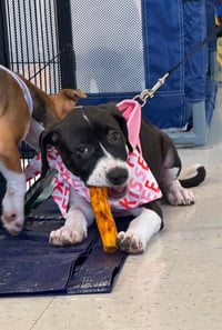 Raina - stormie litter - Photo 8