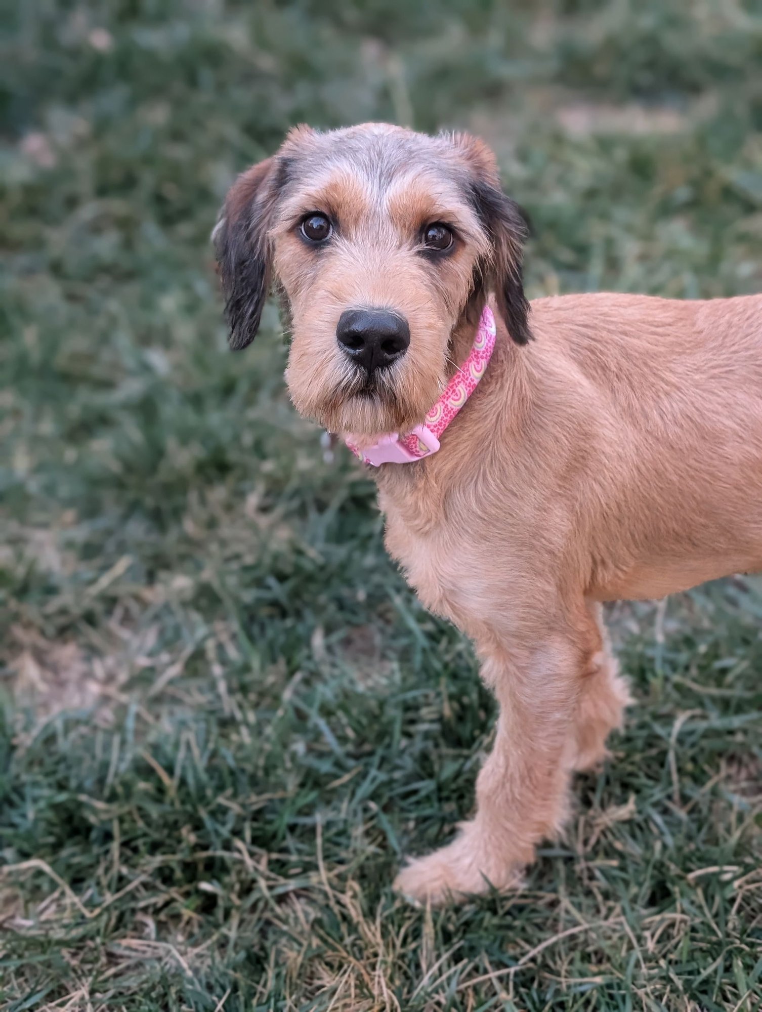 HAZEL LOUISE - Terrier available for adoption