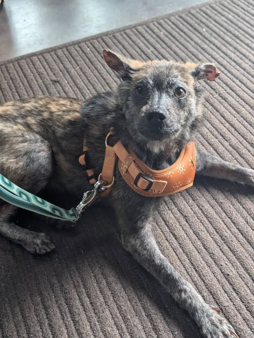 RUEBEE - Shepherd available for adoption